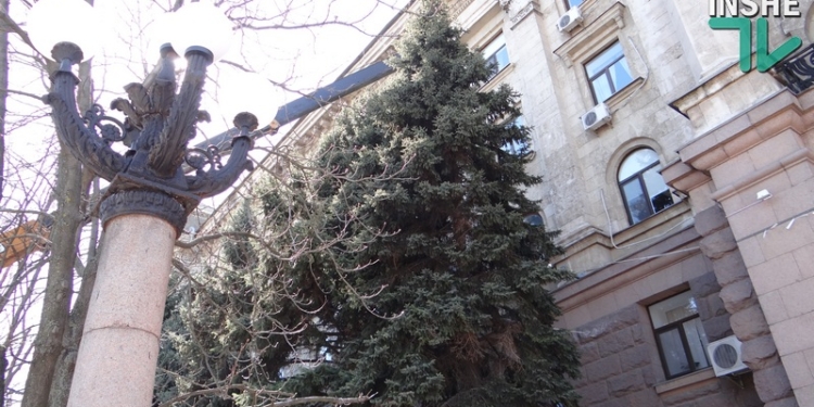 Быстро поднятое, упавшим не считается: в Николаеве упавшую ель “прикрутили” к зданию мэрии