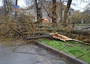 В Николаеве упало 112 деревьев, в области сносило крыши
