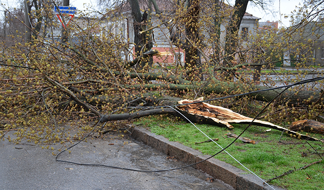 В Николаеве упало 112 деревьев, в области сносило крыши