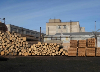 Рада установила мораторий на 10 лет на вывоз за границу древесины и пиломатериалов