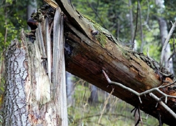 Погода «гуляет»: на ул.Чигрина увесистая ветка старой акации упала на маршрутку с пассажирами
