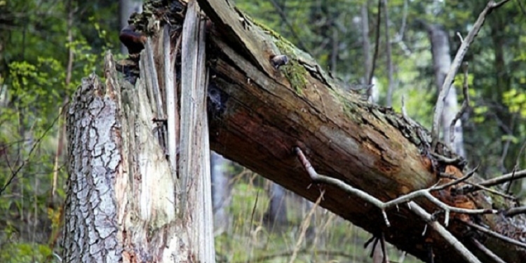Погода «гуляет»: на ул.Чигрина увесистая ветка старой акации упала на маршрутку с пассажирами