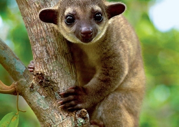 В Николаевском зоопарке пополнение: зверек со сладким именем