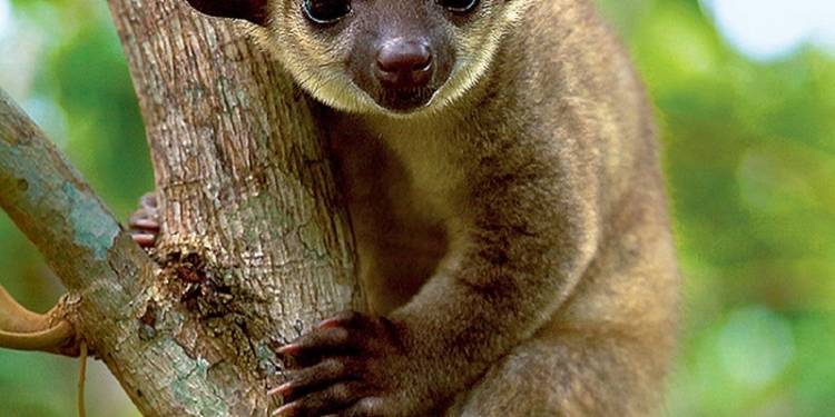 В Николаевском зоопарке пополнение: зверек со сладким именем