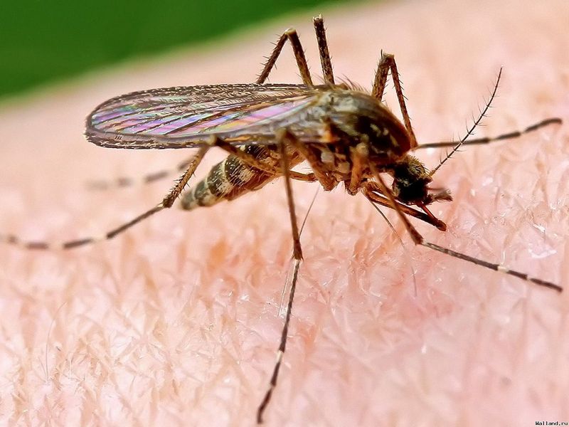 В США выпустят на волю 750 миллионов ГМО-комаров