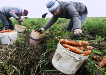 Вспоминаем о загородных дачах: Урожай овощей в Украине в этом году может стать самым низким за последние 5-7 лет