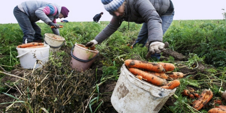 Вспоминаем о загородных дачах: Урожай овощей в Украине в этом году может стать самым низким за последние 5-7 лет