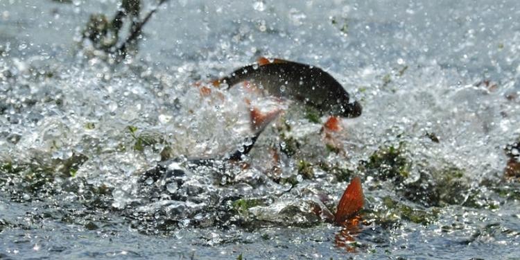 Зачехляем удочки: в Николаевской области объявлен весенне-летний нерестовый запрет