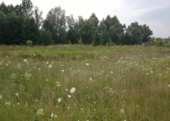 На Николаевщине арендатор в течение двух лет не платил государству за 26 гектар земли