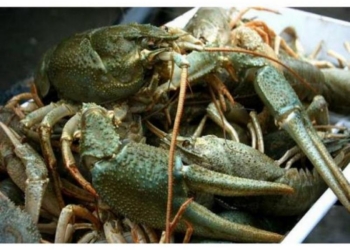 Николаевец вез из Херсонской области 5 ящиков раков