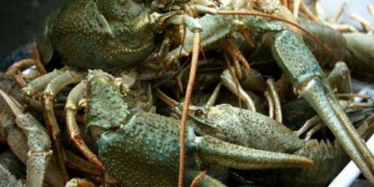 Николаевец вез из Херсонской области 5 ящиков раков