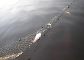 Промышлявшие у Новой Одессы рыбные браконьеры оказали сопротивление сотрудникам Николаеврыбоохраны