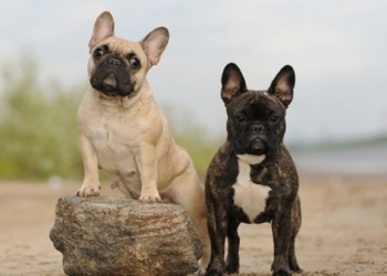 Жительница Вознесенска хотела через Интернет купить пару французских бульдогов. Теперь у нее ни собак, ни почти 6 тыс.грн.