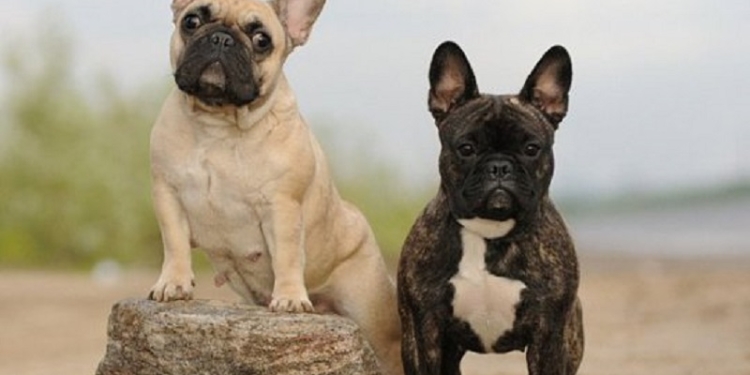 Жительница Вознесенска хотела через Интернет купить пару французских бульдогов. Теперь у нее ни собак, ни почти 6 тыс.грн.