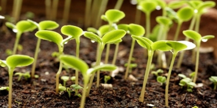 Посевная в Николаевской области – на финишной прямой: ранними зерновыми засеяно 85% планируемых площадей