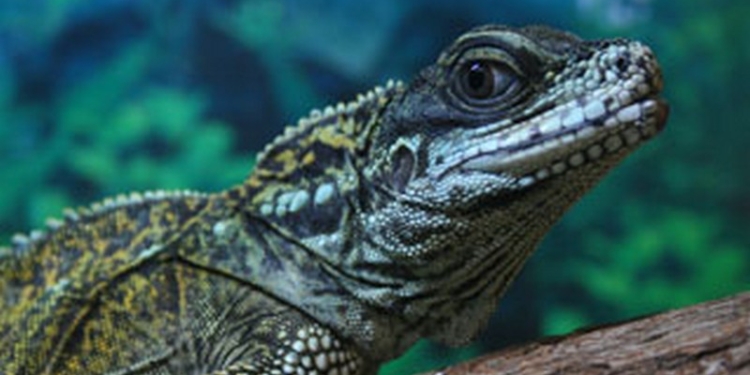 Гады ползучие очень красивы: зооцентр «Афалина» передал Николаевскому зоопарку свою коллекцию рептилий