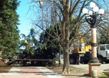 В Николаеве приступили к спасению поваленных елей