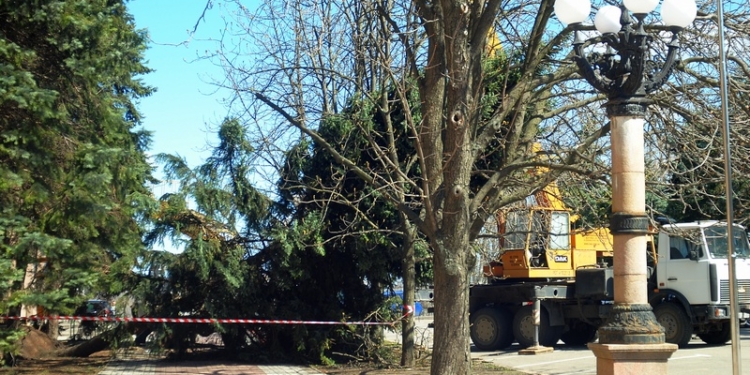 В Николаеве приступили к спасению поваленных елей