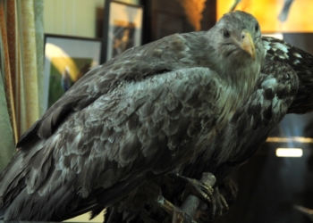 Поговорим о птичках. В “Старофлотских казармах” обсуждали проблемы пернатых