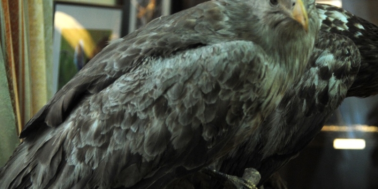 Поговорим о птичках. В “Старофлотских казармах” обсуждали проблемы пернатых