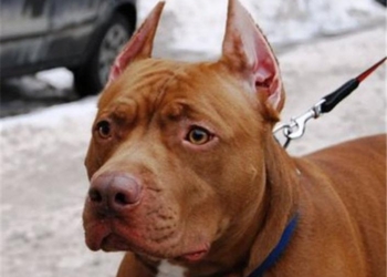 В Николаеве орудовал грабитель с собакой на поводке