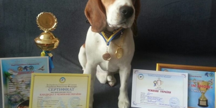 Не только чуткий нос, но и все остальное при нем: пес, служащий на Николаевской таможне, стал «Кандидатом в чемпионы Украины»