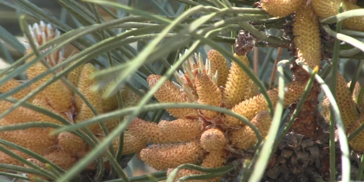 Красиво и необычно – цветущие сосны в Николаеве