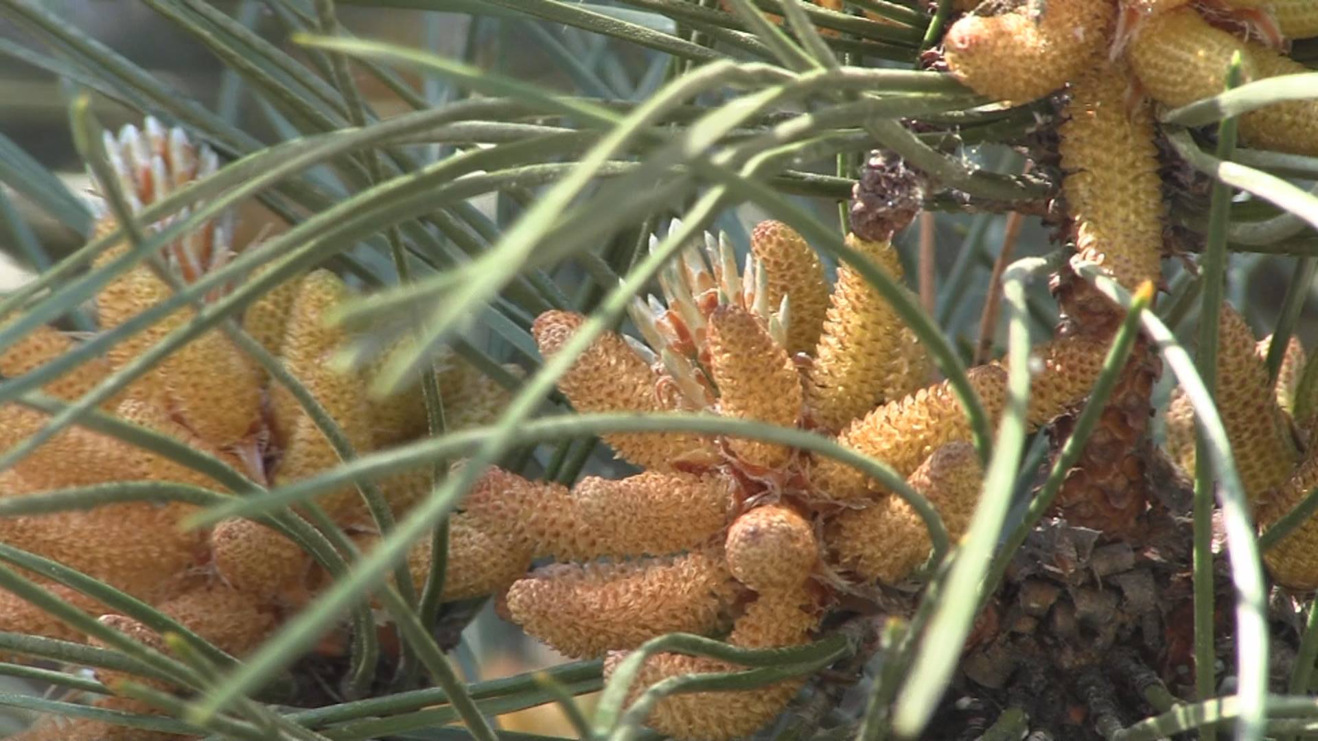 Красиво и необычно – цветущие сосны в Николаеве