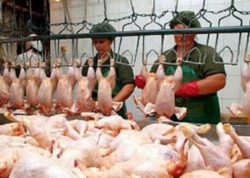 ГПУ возбудила дело по факту продажи в Украине более 500 тонн зараженной сальмонеллезом курятины