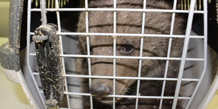 В аэропорту “Борисполь” двух медвежат пытались вывезти в ОАЭ в багаже