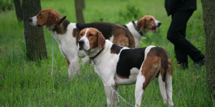 Когда экстерьер – не все, но важно: в Николаеве прошла областная выставка охотничьих собак