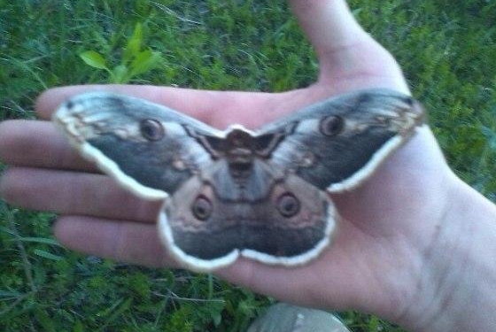 В Украине нашли крупнейшую бабочку Европы