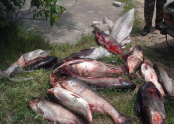 Поймали рыбку – и большую, и маленькую. В Новой Одессе задержали машину с 180 кг незаконного улова