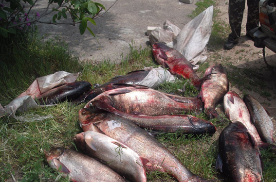 Поймали рыбку – и большую, и маленькую. В Новой Одессе задержали машину с 180 кг незаконного улова