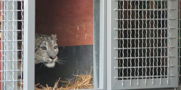 В Николаевский зоопарк приехала пара снежных барсов. Осталось только таможенный сбор заплатить