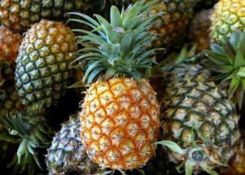 Полиция Испании обнаружила 200 кг кокаина в ананасах