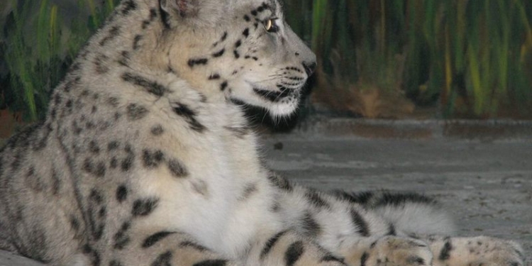 Не только вам, а и барсикам жарко: в Николаевском зоопарке адаптируются «снежные» постояльцы