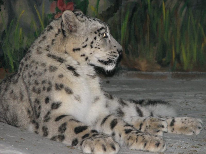 Не только вам, а и барсикам жарко: в Николаевском зоопарке адаптируются «снежные» постояльцы 1