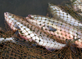 Как рыба об лед: в Первомайске общественники не могут сподвигнуть правоохранителей «взяться» за браконьеров