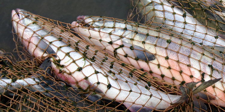 Как рыба об лед: в Первомайске общественники не могут сподвигнуть правоохранителей «взяться» за браконьеров