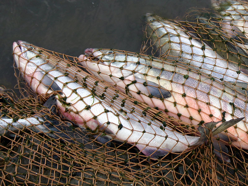 Одному из браконьеров, который выловил больше 100 кг рыбы в РЛП «Тилигульский», объявлено о подозрении 1