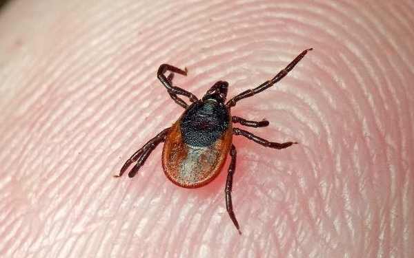 Сезон охоты клещей на людей открыт: на праздники двое юных николаевцев попали в больницу