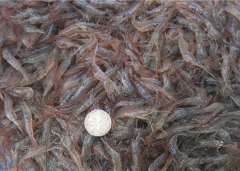 1 кг креветок – по 1071 грн. Дорого? Но по такой цене их «купит» браконьер в Очаковском районе