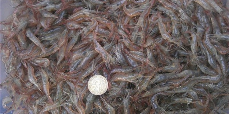 1 кг креветок – по 1071 грн. Дорого? Но по такой цене их «купит» браконьер в Очаковском районе