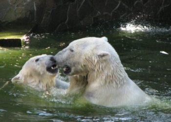 Кажется, дело ладится: love story пары белых медведей в Николаевском зоопарке