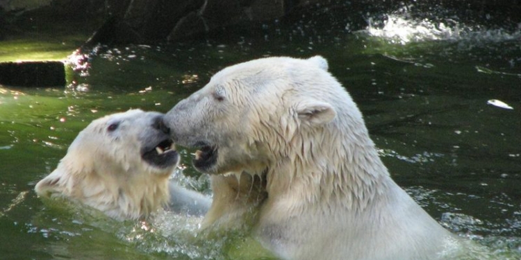 Кажется, дело ладится: love story пары белых медведей в Николаевском зоопарке