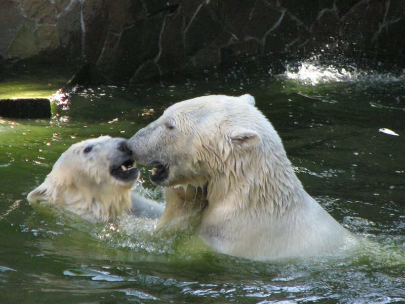 Кажется, дело ладится: love story пары белых медведей в Николаевском зоопарке 1