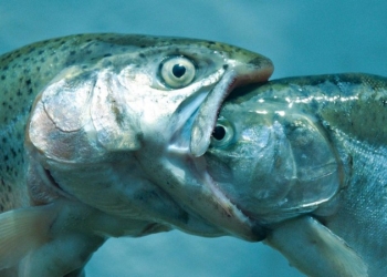 Откуда рыбка? Сотрудники ГАИ не дали ввезти в Николаев рыбу без документов