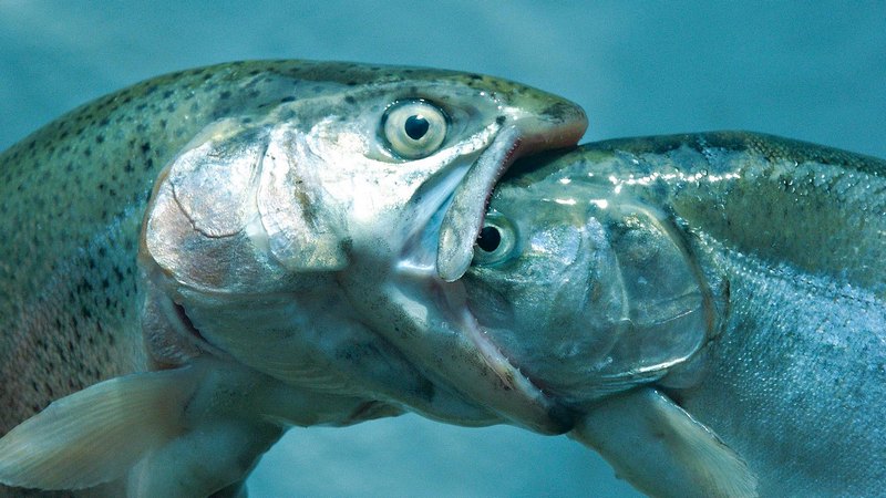 В ноябре Николаеврыбоохрана изъяла у браконьеров больше 100 кг рыбы 1