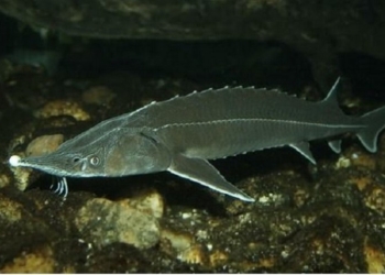 Кому запрет не писан: в Николаевской области браконьер не только калканов выловил, но и осетра подцепил